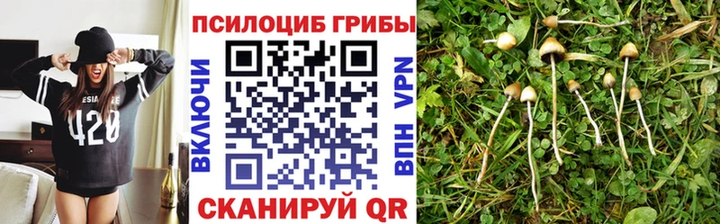 Псилоцибиновые грибы Psilocybe  Купить закладки  Медногорск 